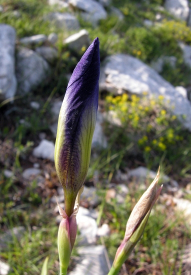 Iris suaveolens?